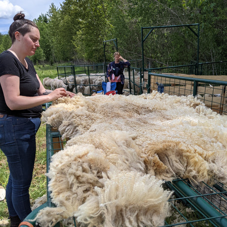 2024 Parkland Blanket Wool